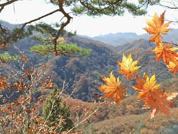 外媒：墨西哥消防员抵达洛杉矶帮助扑灭山火之际，墨总统发声